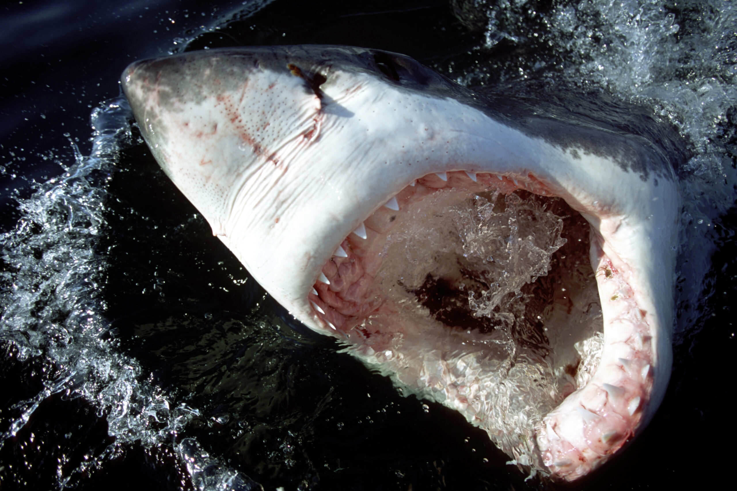 Rare shark attack in Maine may be linked to marine protection