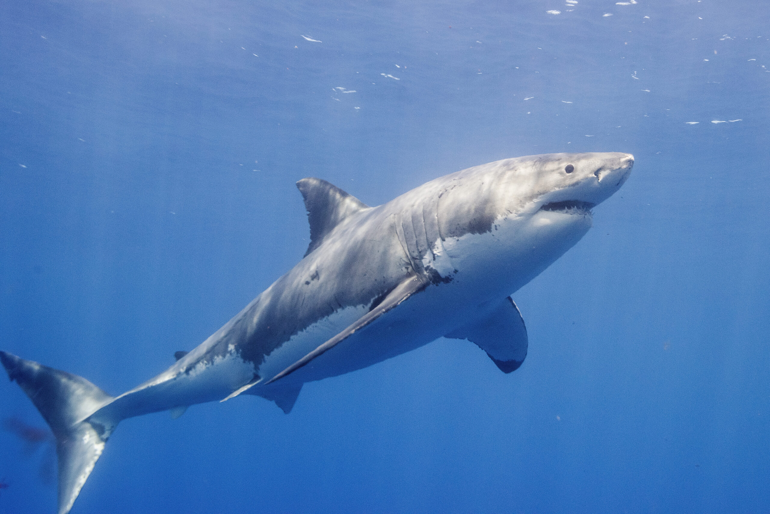 Video: Great White Shark Attacks Juvenile Seal Off Cape Cod - Men's Journal