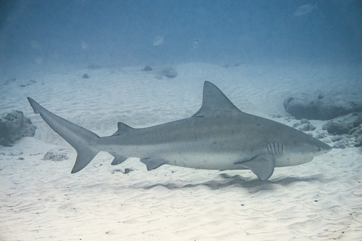 fishermen have organized a shark tournament in Florida and protesters are angery