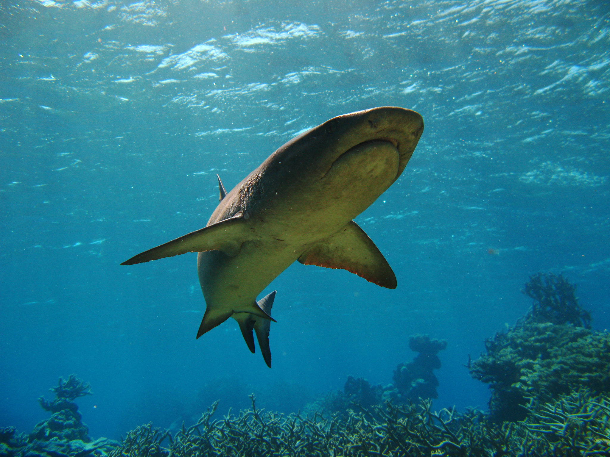 Spearfisher escapes shark attack at Five Fingers Reef by 'hugging' its tail  and holding on - ABC News