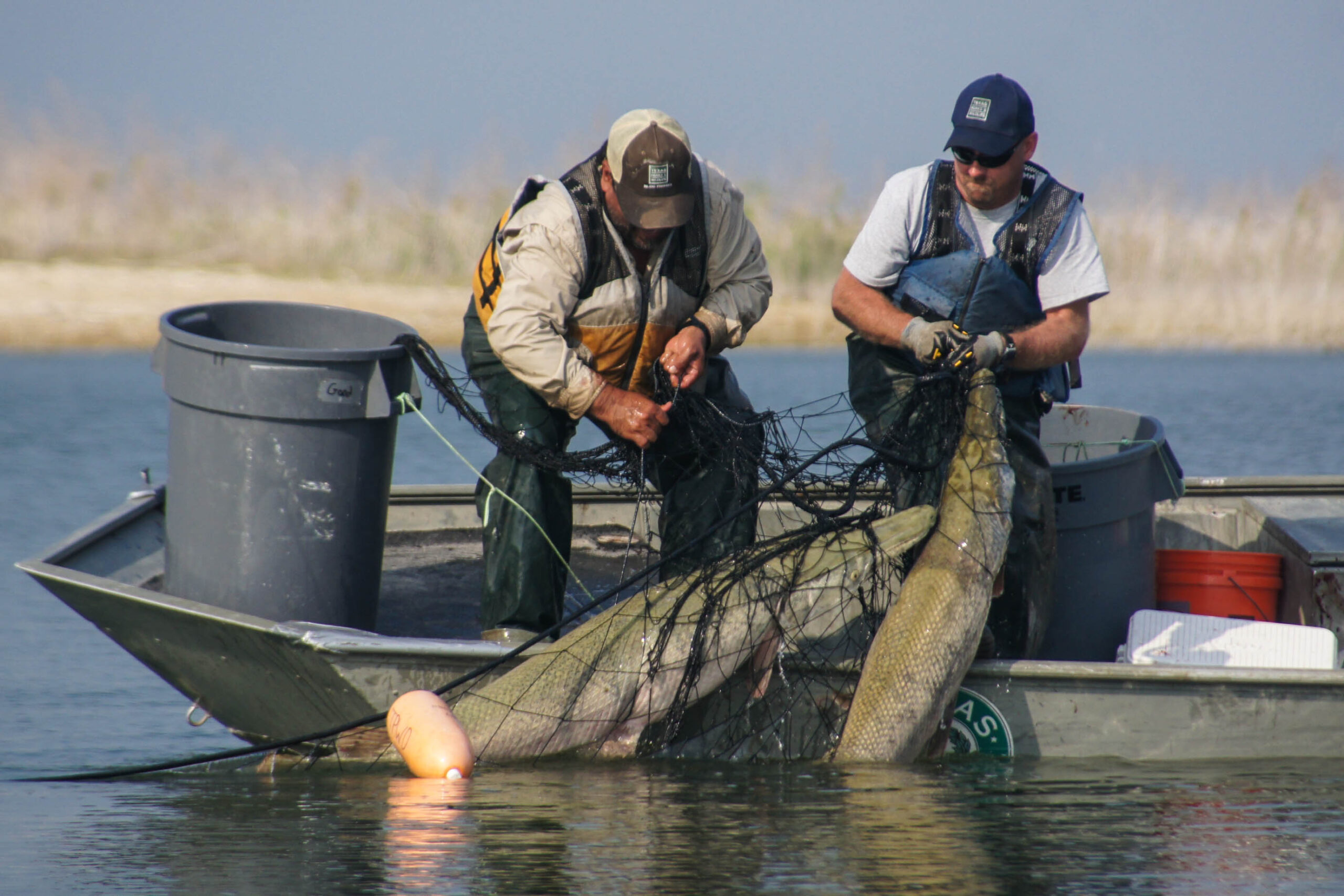 alligator gar in Falcon Reservoir TPWD