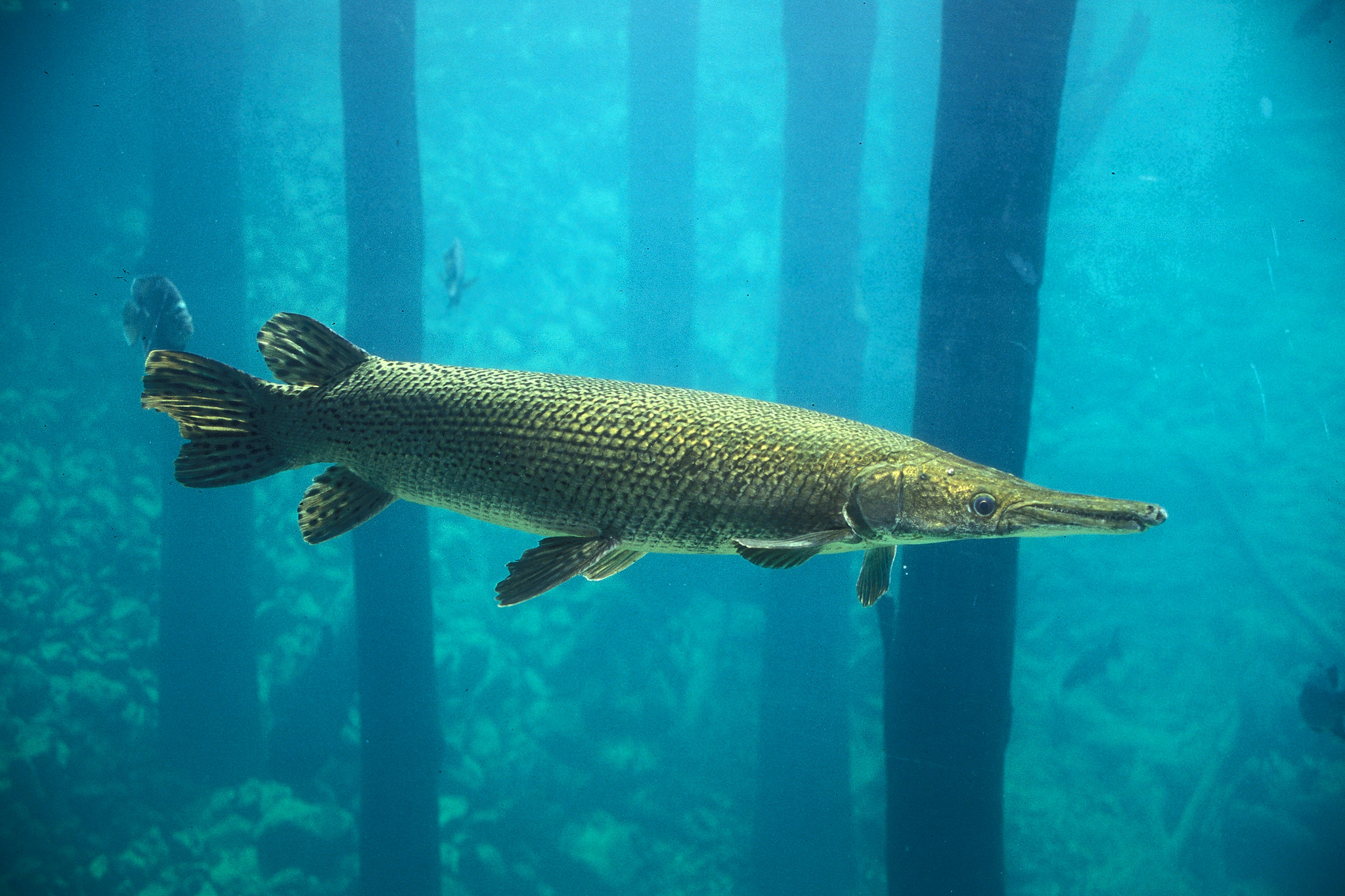 The Alligator Gar: North America's Largest Freshwater Predatory Fish