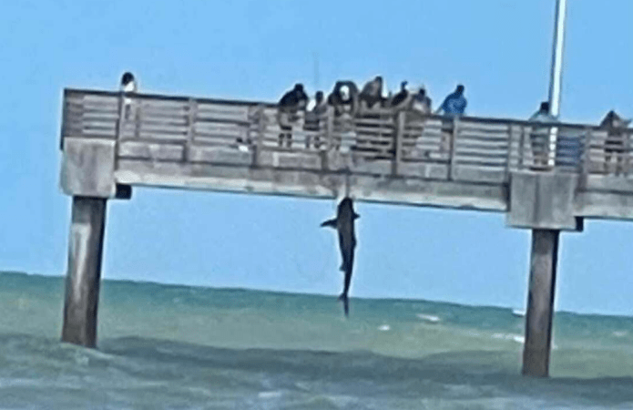 Shark-From-a-Pier Image Is One of the Craziest Fishing Photos of the ...