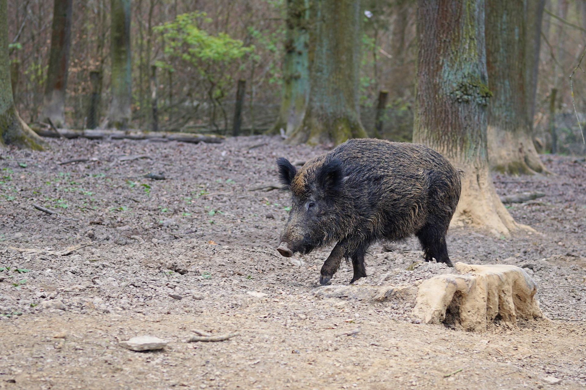 wild boar scotland