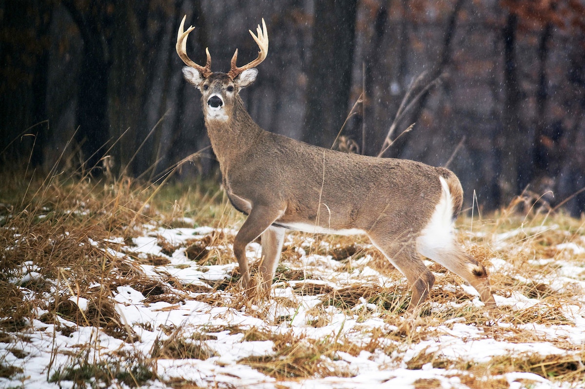 Deer-car crashes leap up; studies debunk deer whistles, Agriculture