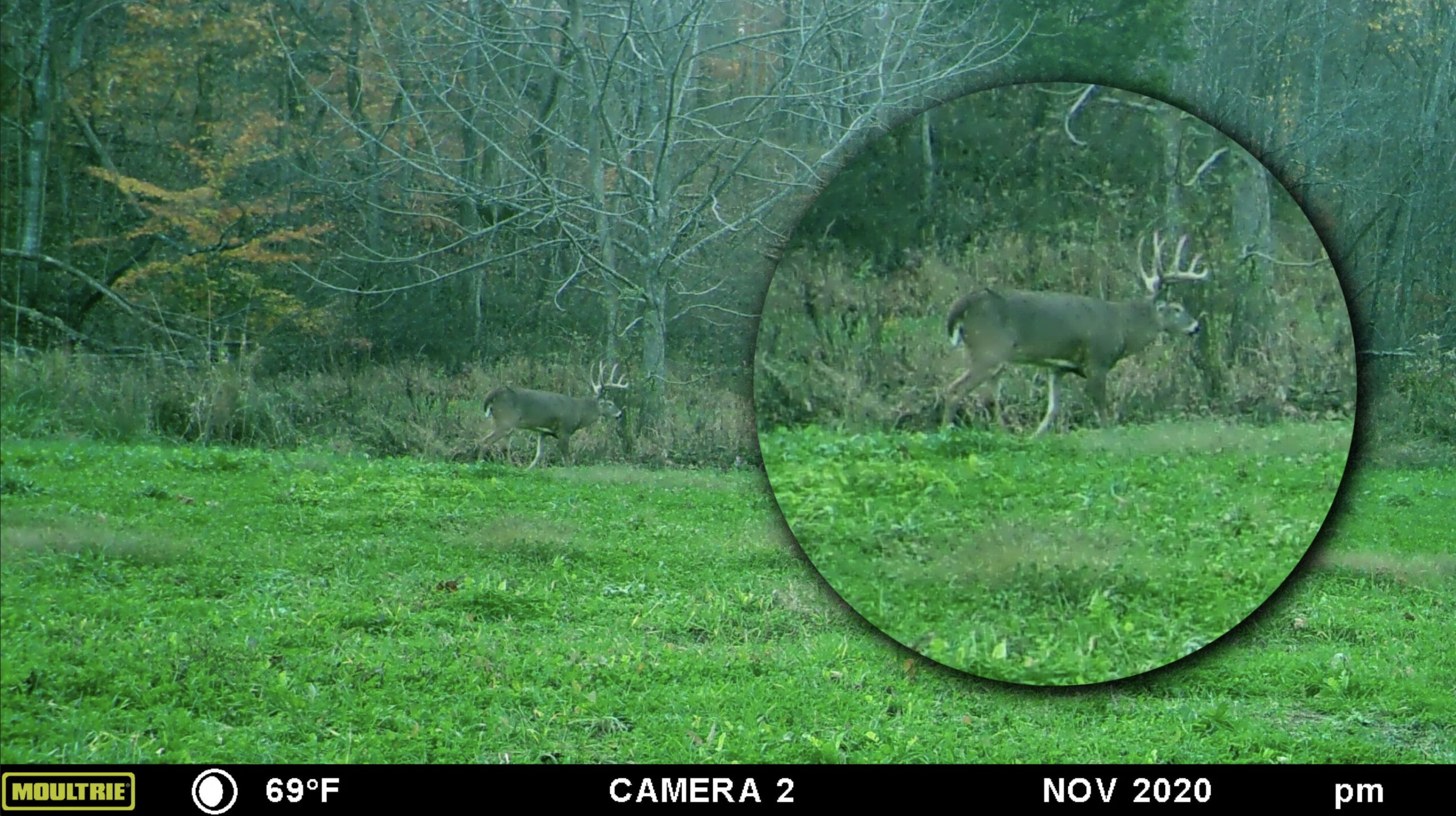 A giant Indiana buck walks through a food plot.