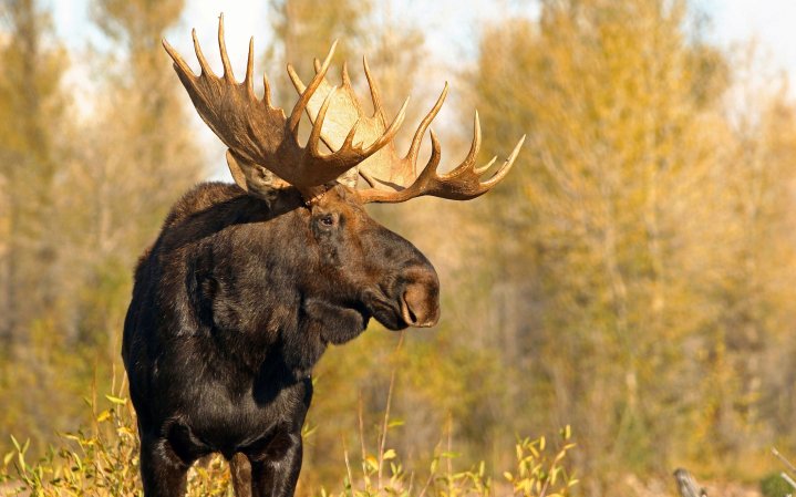 Moose tag Wyoming.