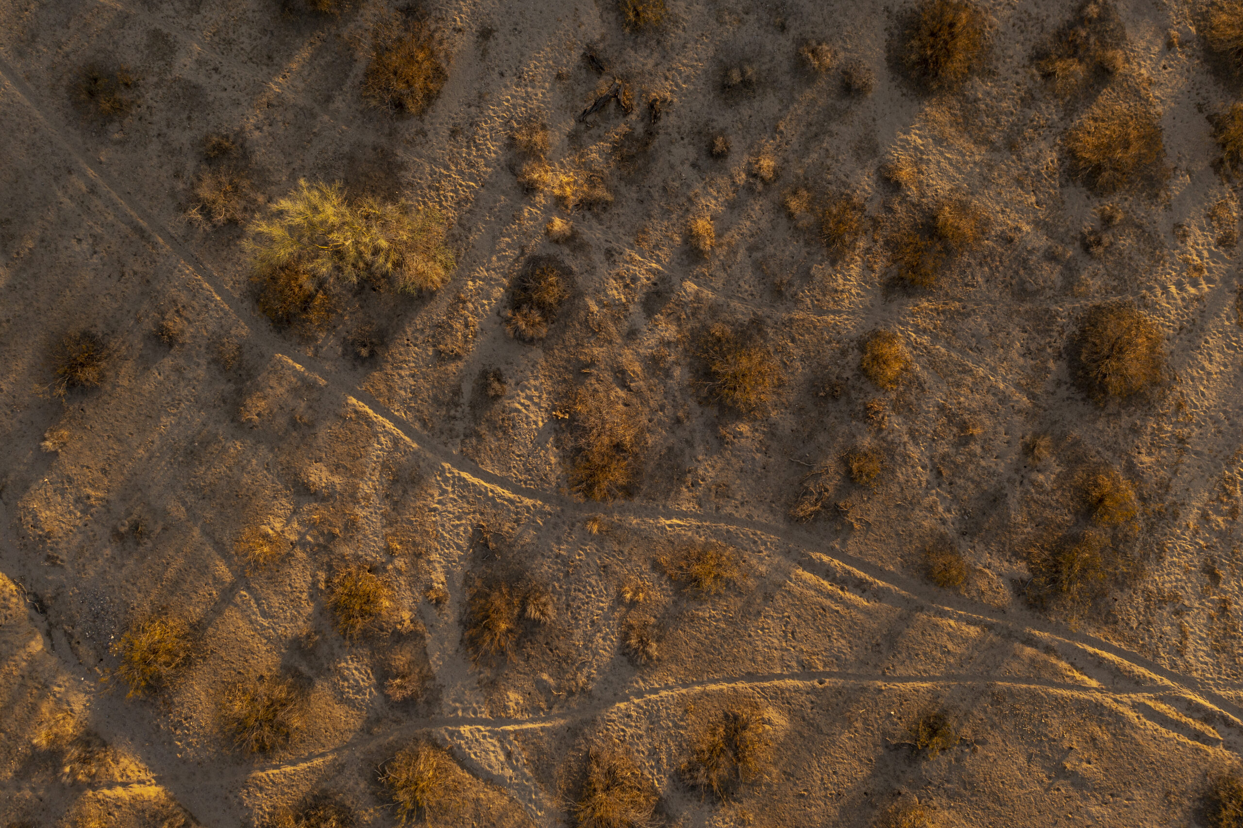 Burro trails near Yucca Arizona.