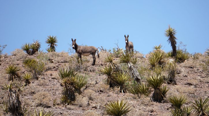 Beasts of Burden: Wild Horses and Burros Are Dying Hard Deaths in the ...