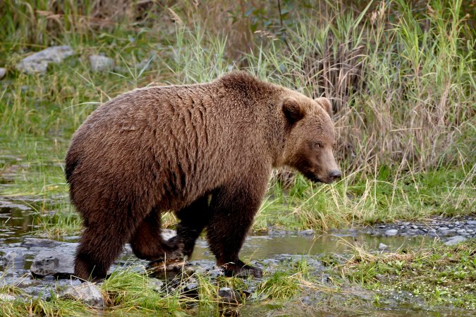 Brown bear.