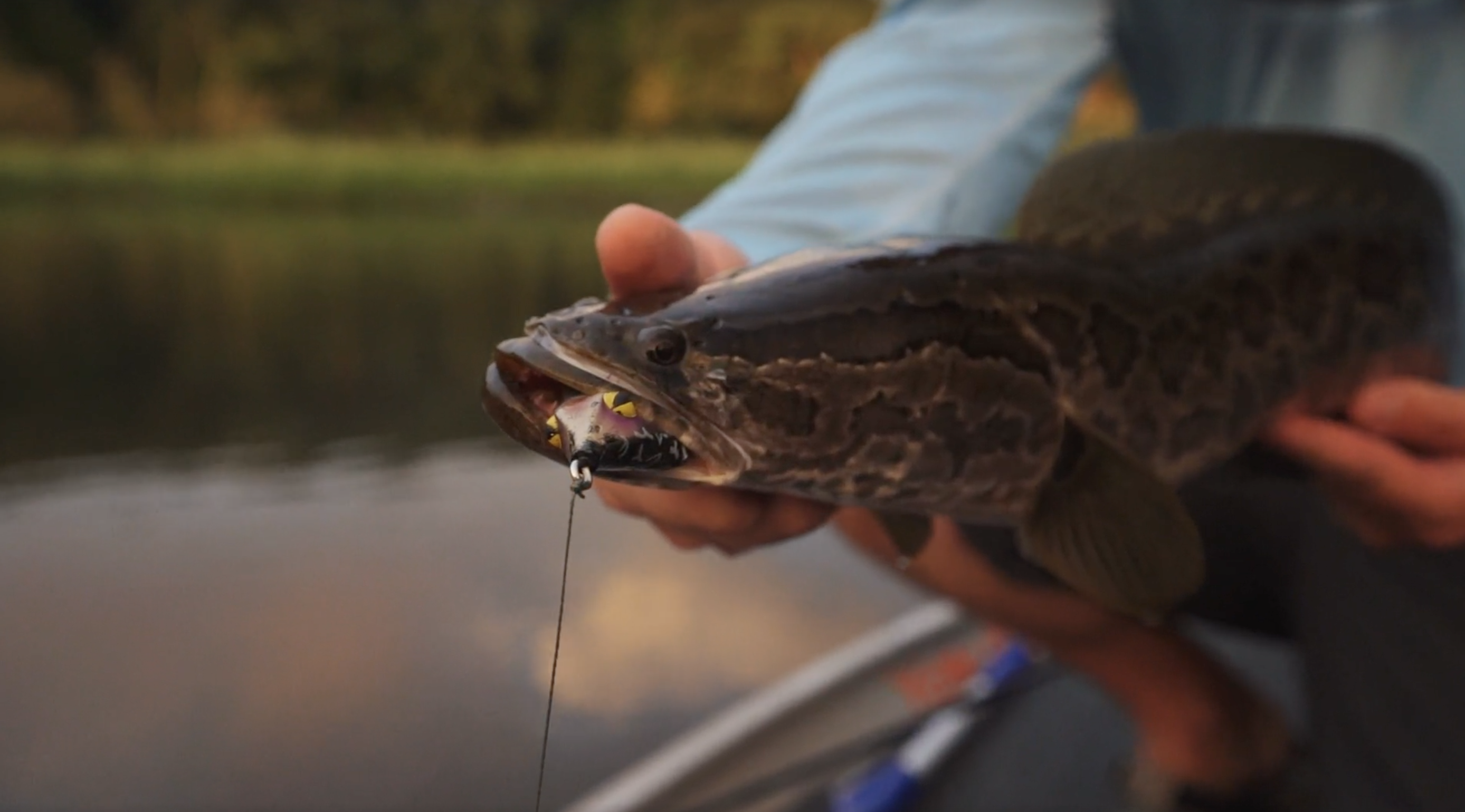 Snakehead Fishing Tackle: Lures, Fish Bait, and More