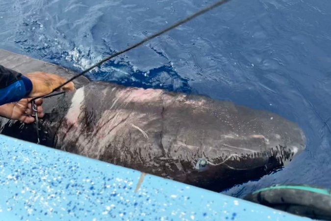 Greenland shark.