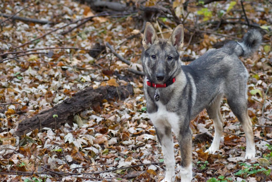 The Most Underrated Hunting Dog Breeds | Outdoor Life