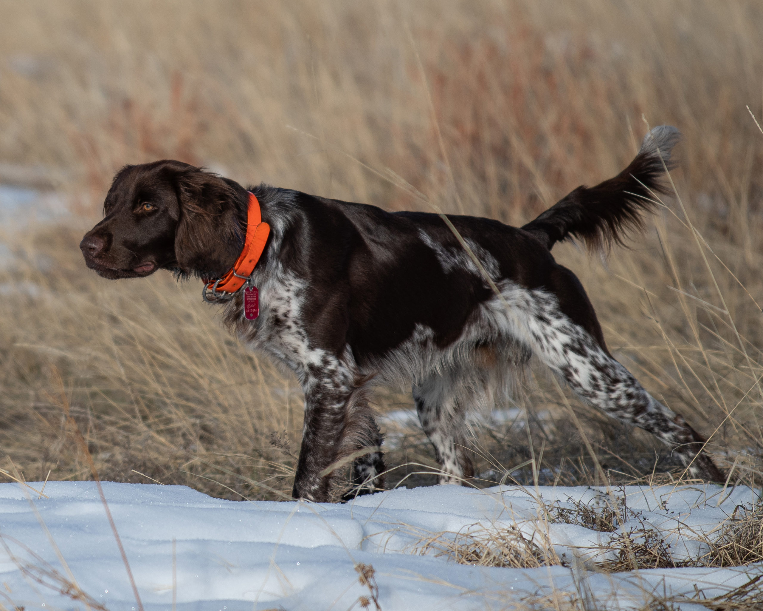 The Most Underrated Hunting Dog Breeds | Outdoor Life