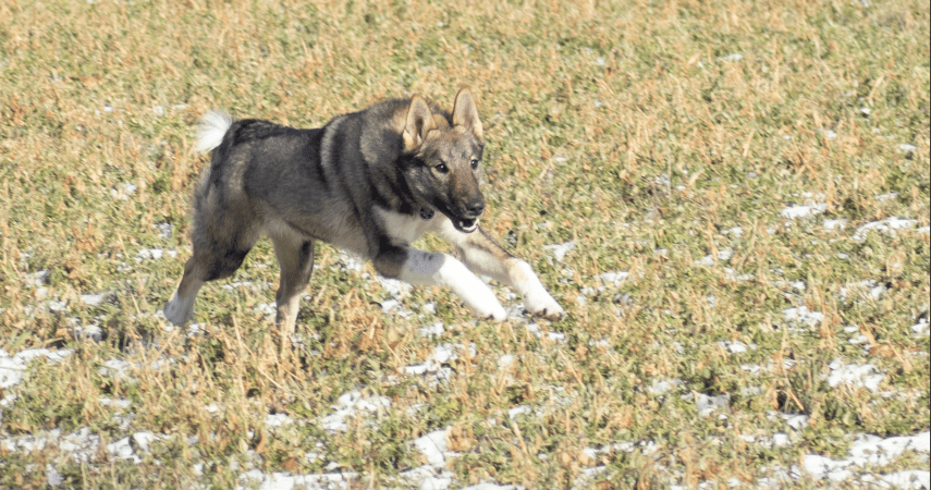 Laika's lock onto their quarry.