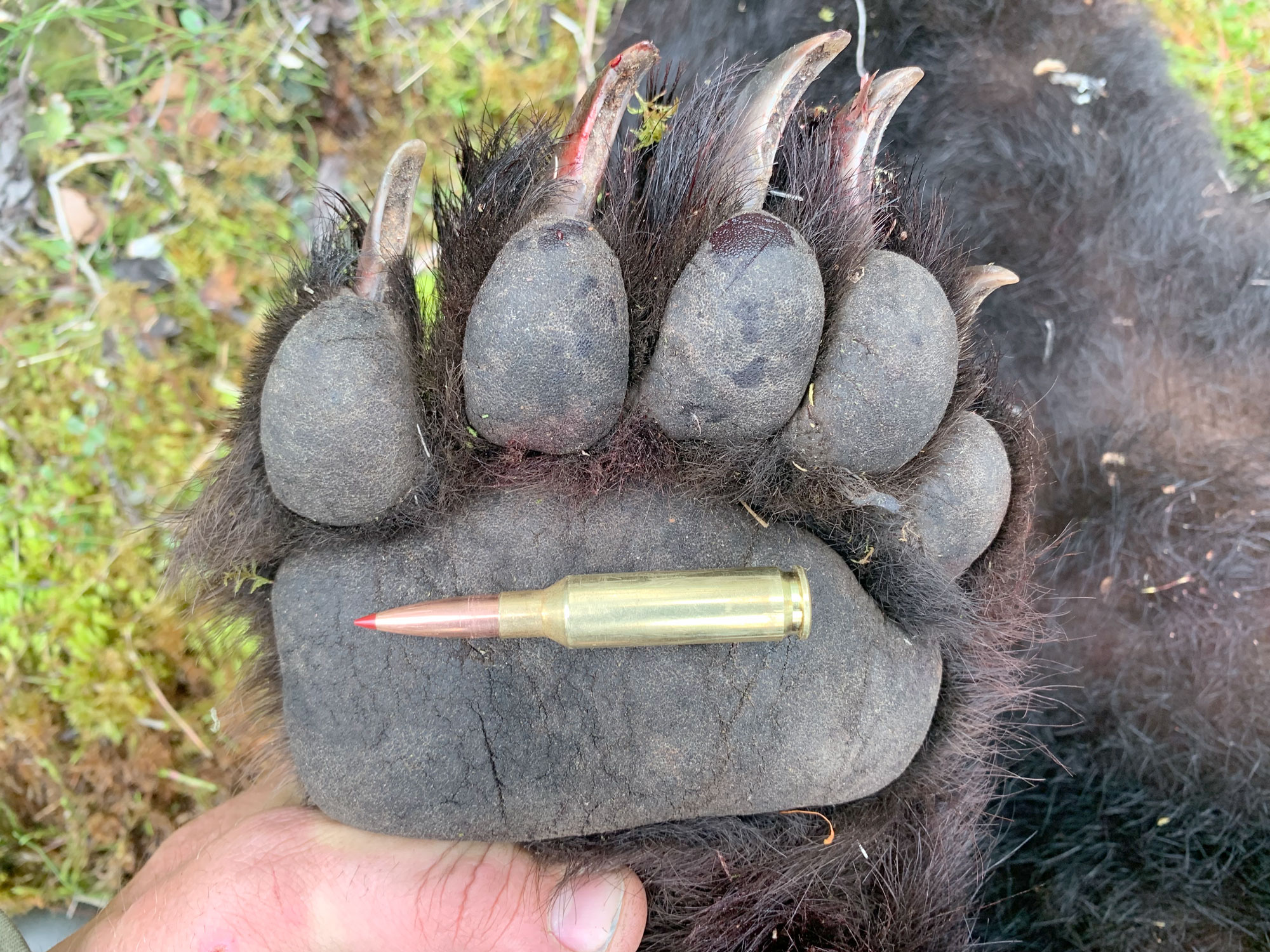 black bear accurate 6.5 Creemoor ammo