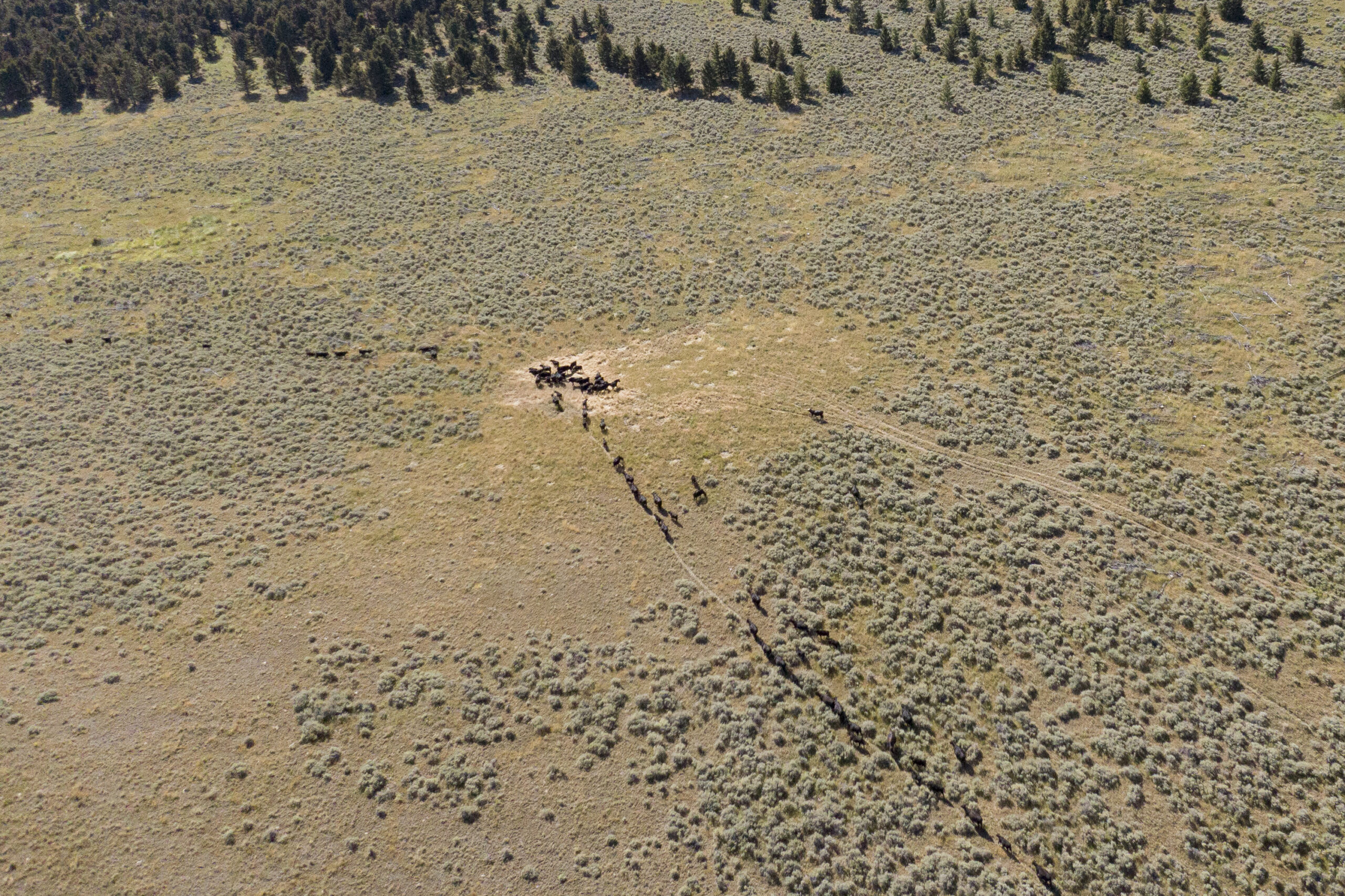 Cattle walking to water