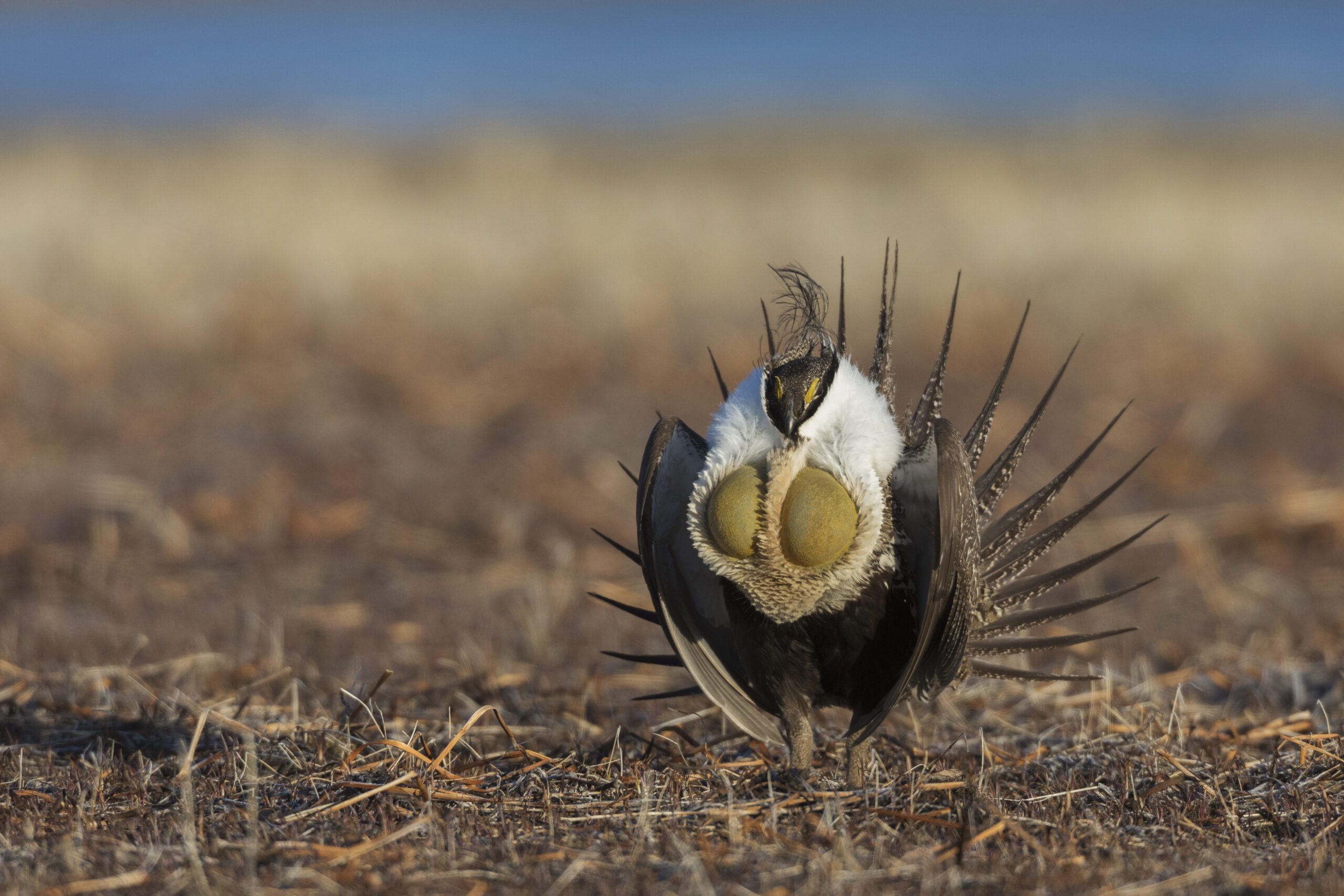 Sage grouse in grassland habitat.