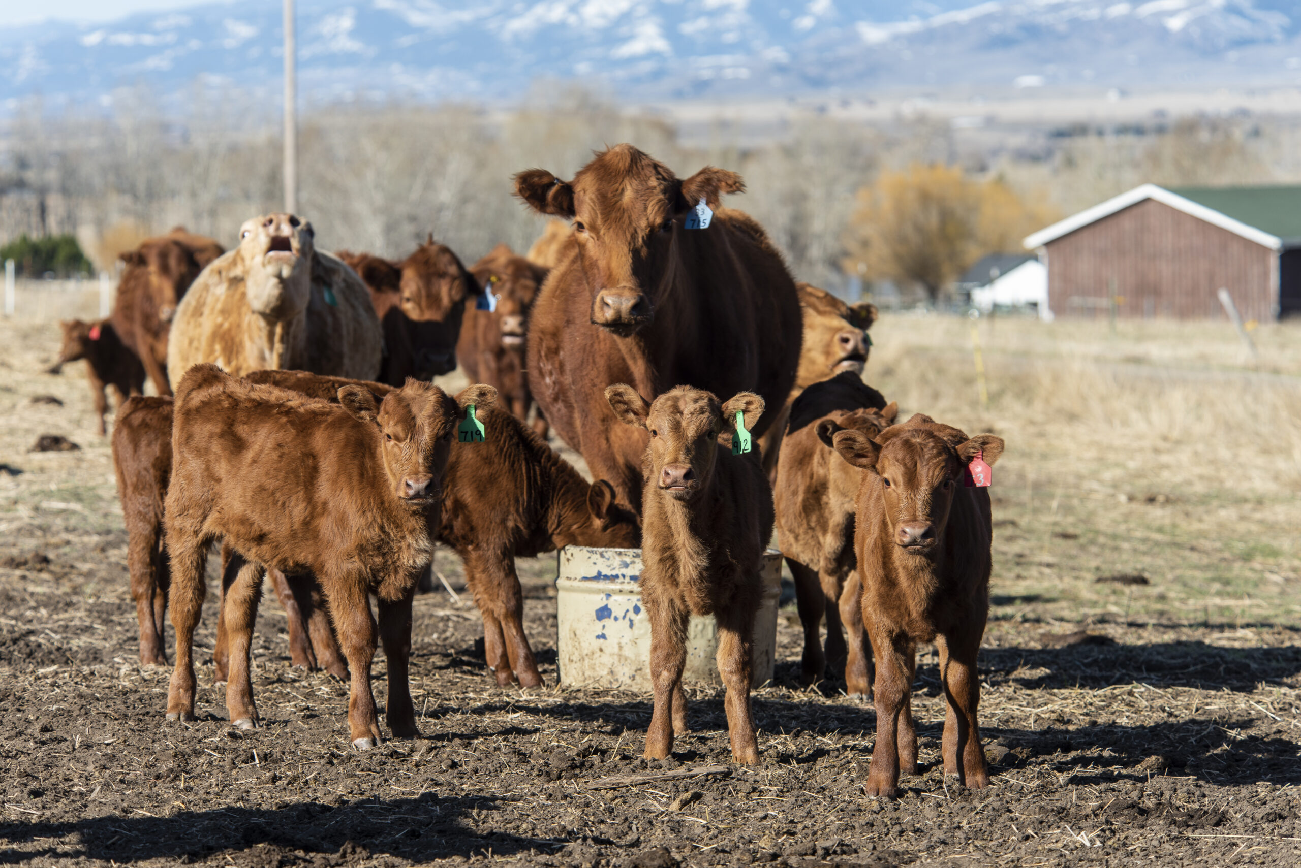 Cattle in montana.