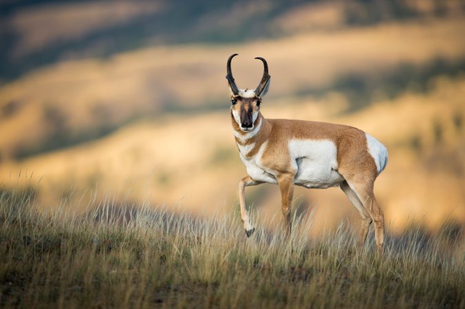 Pronghorn antelope in Montana