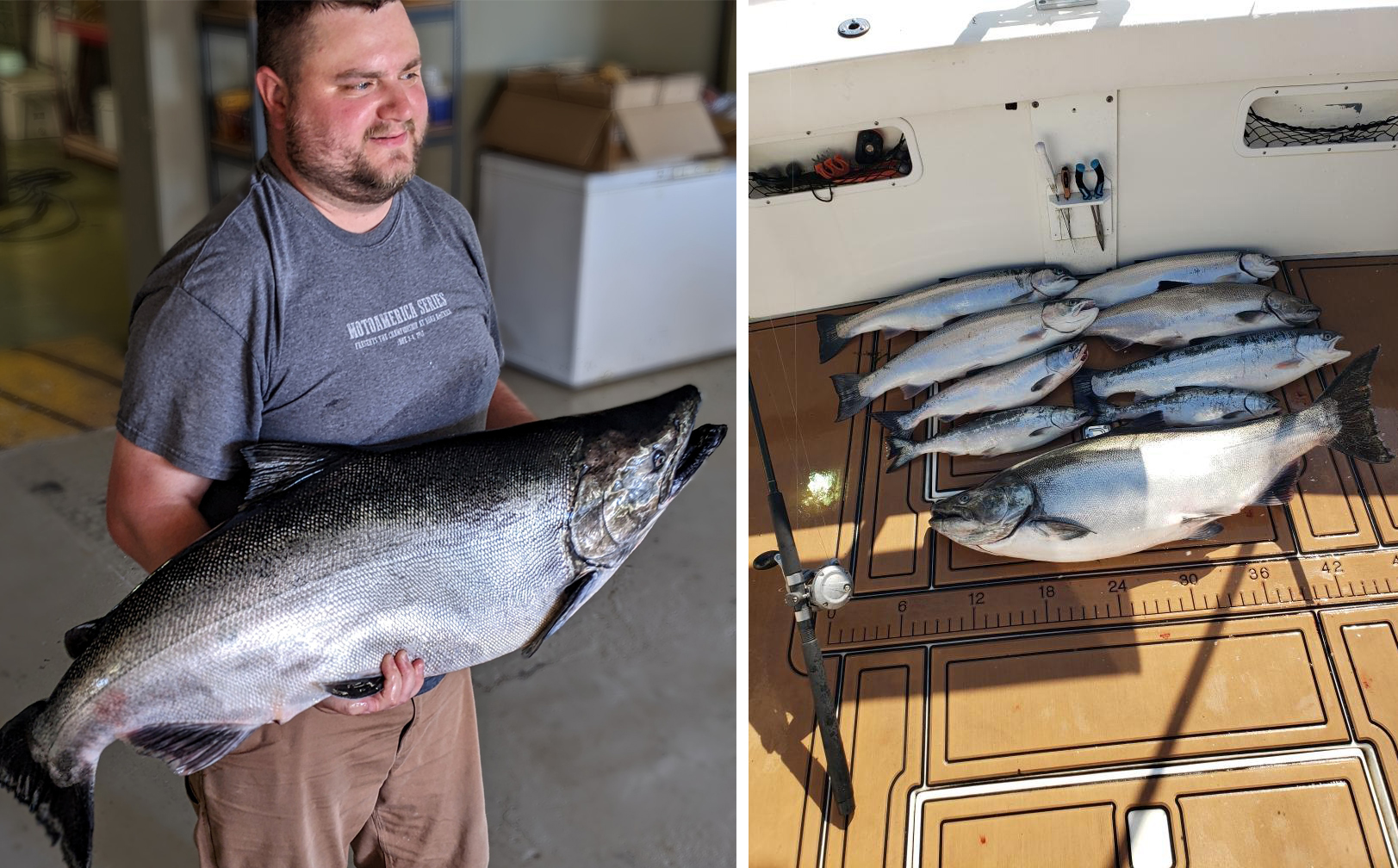 Giant Chinook salmon