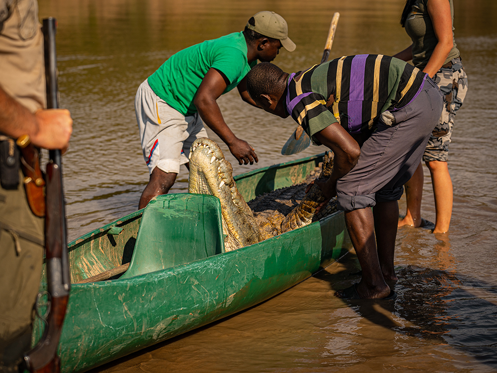 Crocodile hunt