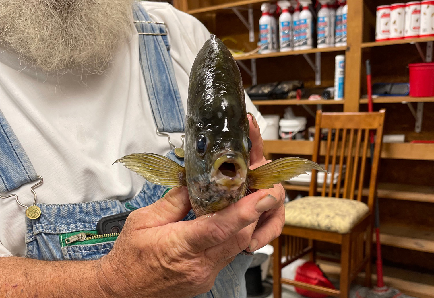 The Lousiana state-record bluegill.