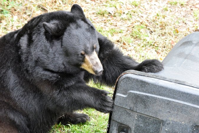 A black bear attempts to get into a trash can.