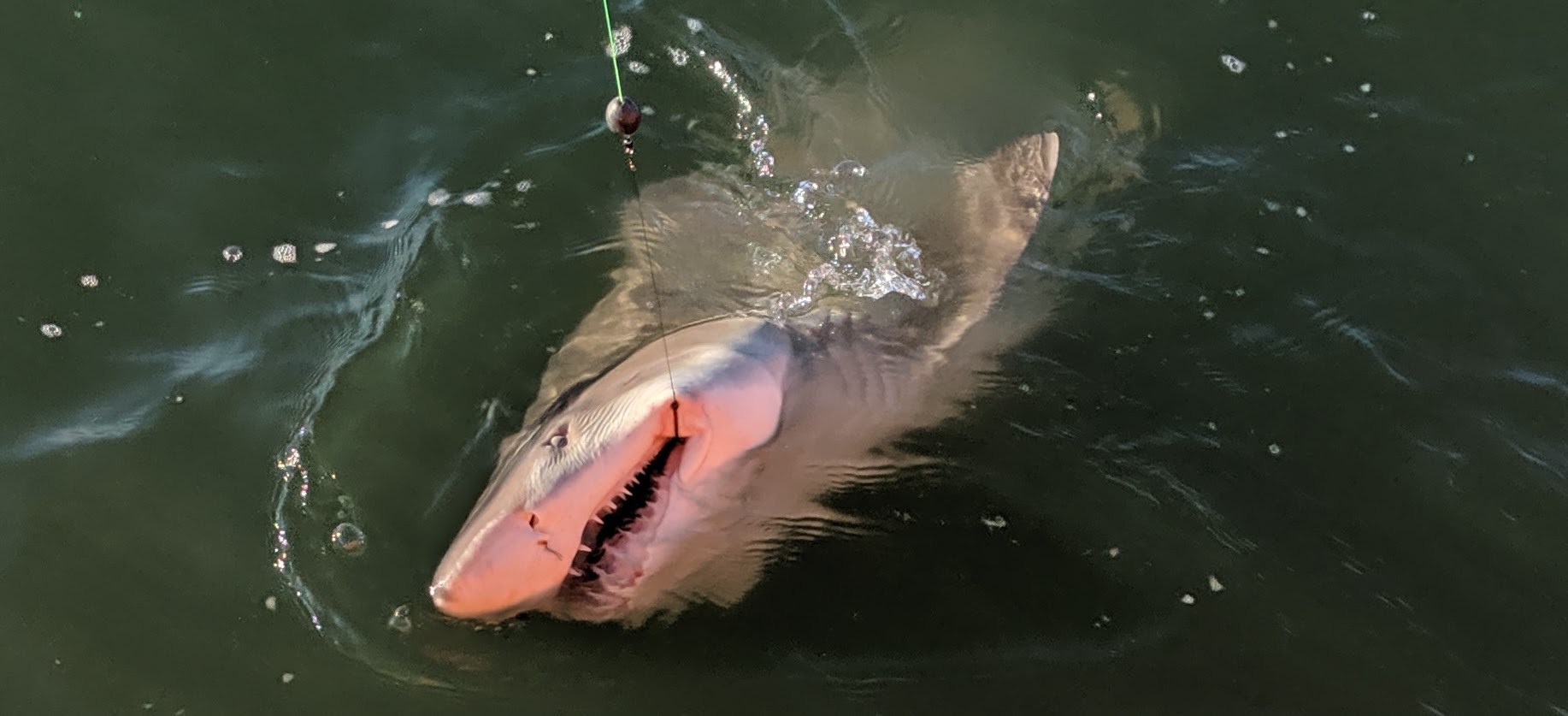 sand tiger shark maryland dnr