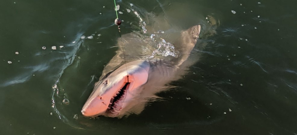 sand tiger shark maryland dnr