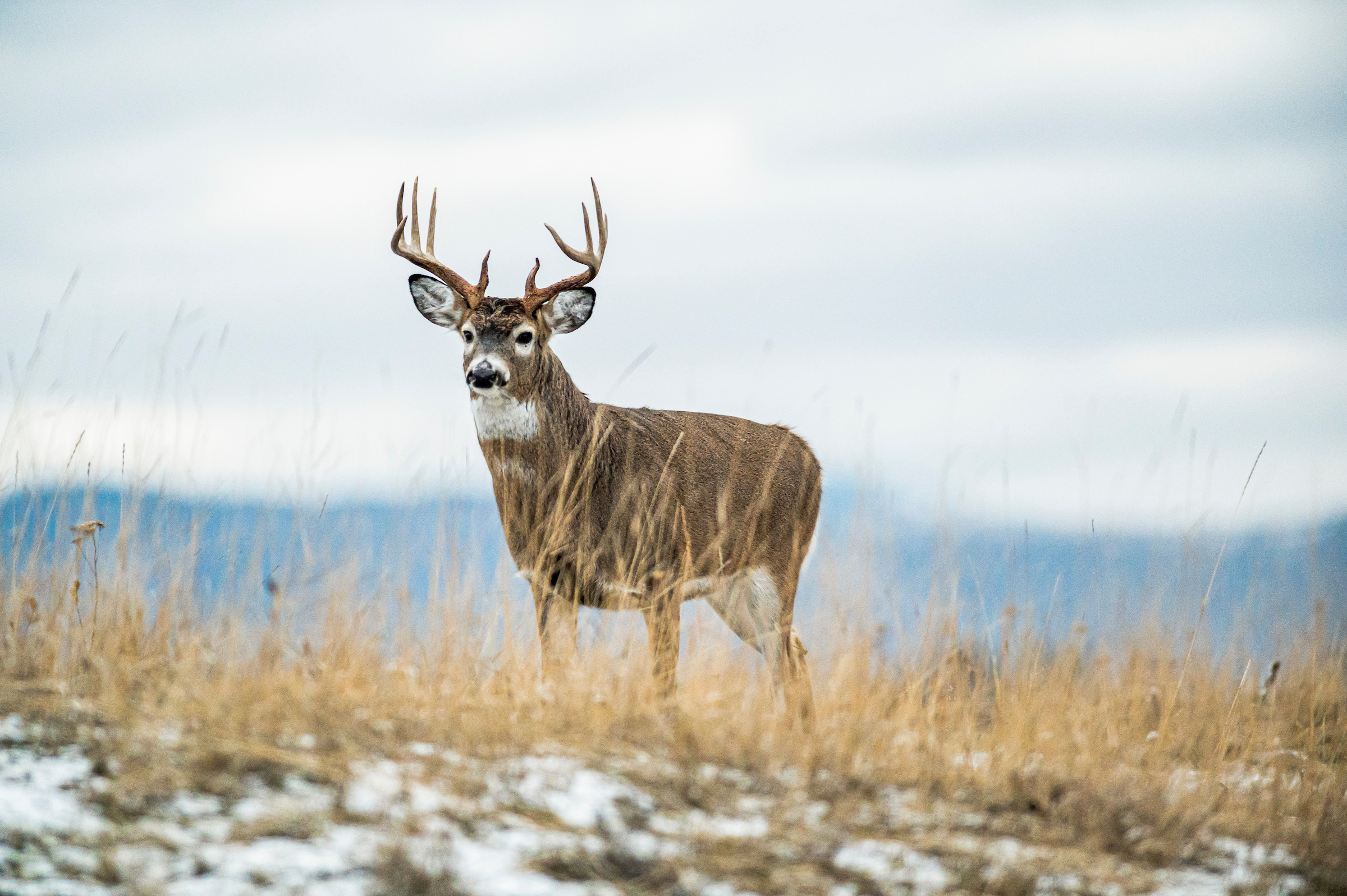 Ohio deer carry COVID virus: how hunters can protect themselves