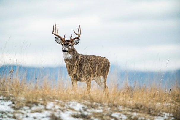 Deer Hunting Season 2022 Forecast: A State-by-State Guide | Outdoor Life