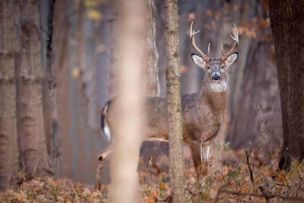 Deer Hunting Season 2022 Forecast: A State-by-state Guide 