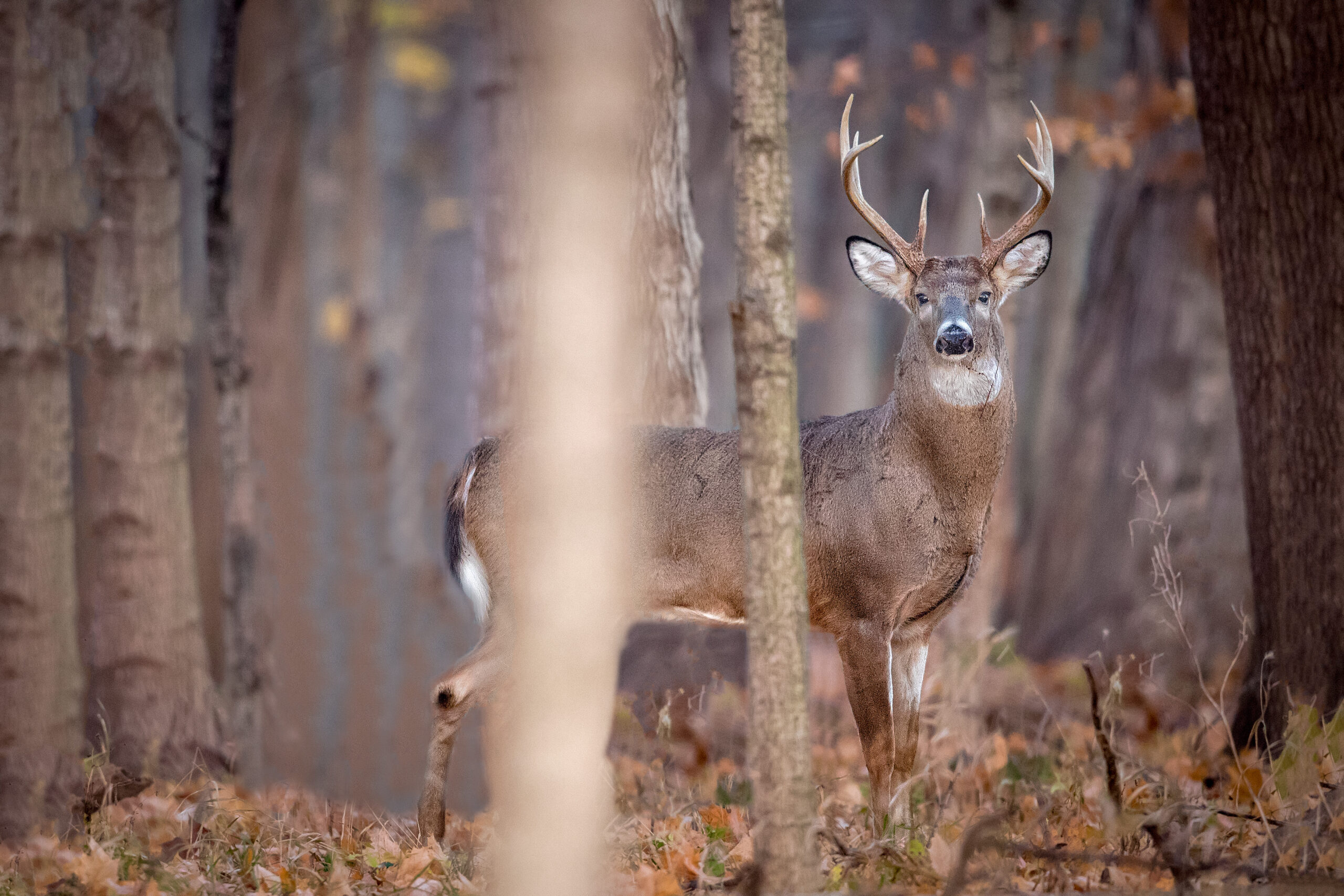 Deer Hunting Season 2022 Forecast A StatebyState Guide Outdoor Life