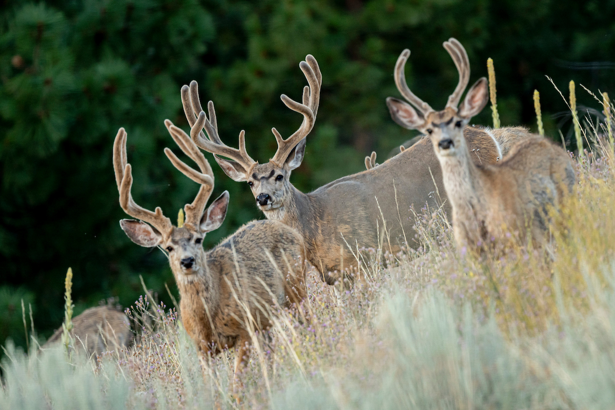 early season mule deer