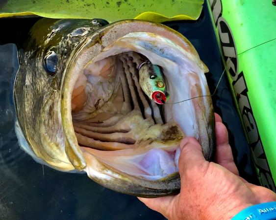 Simple, Honest Mistake Costs Bass Angler $100K