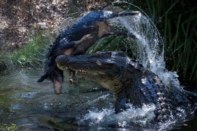 saltwater croc thrashes australian piggy