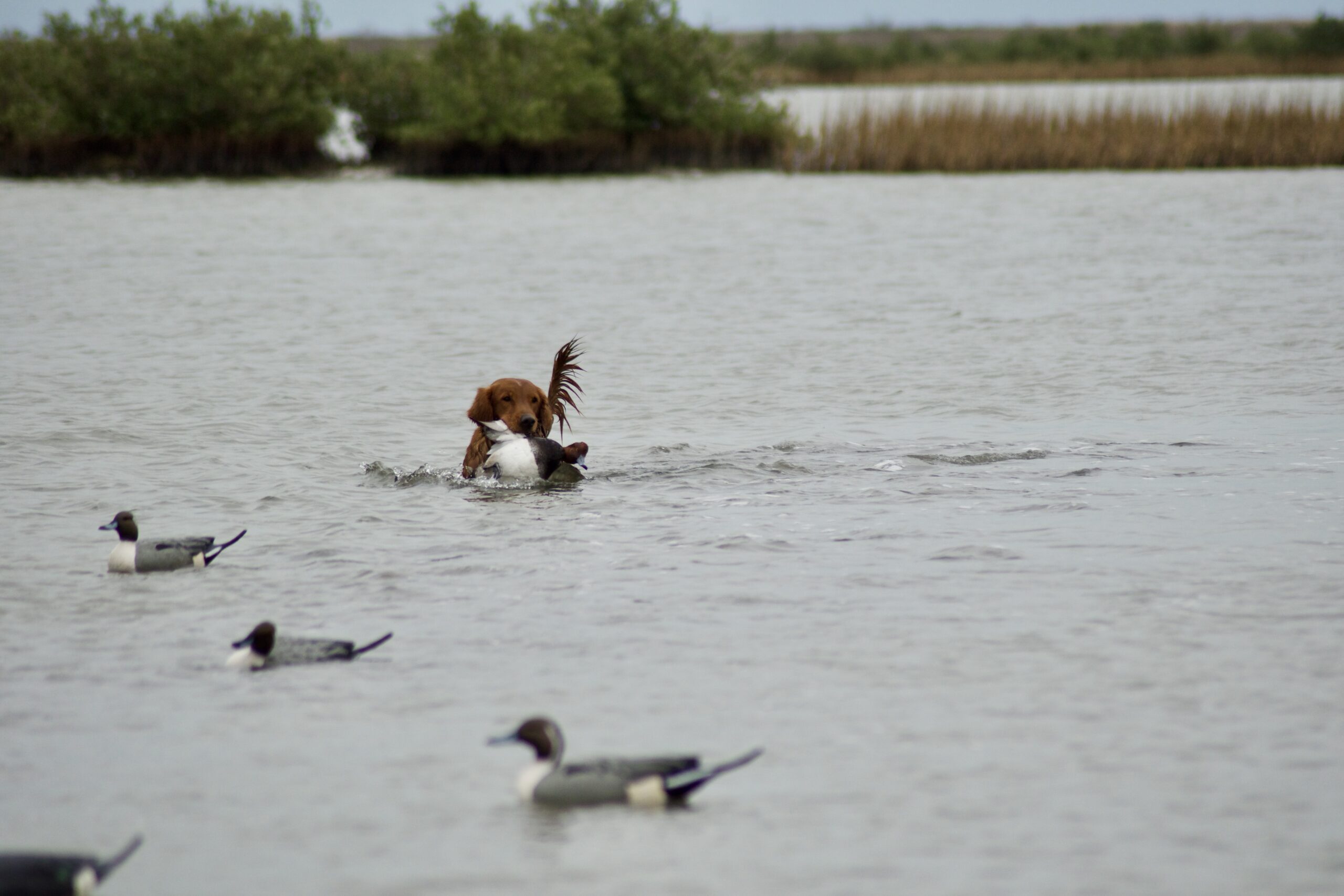 The Texas coast is a wintering area for redheads.