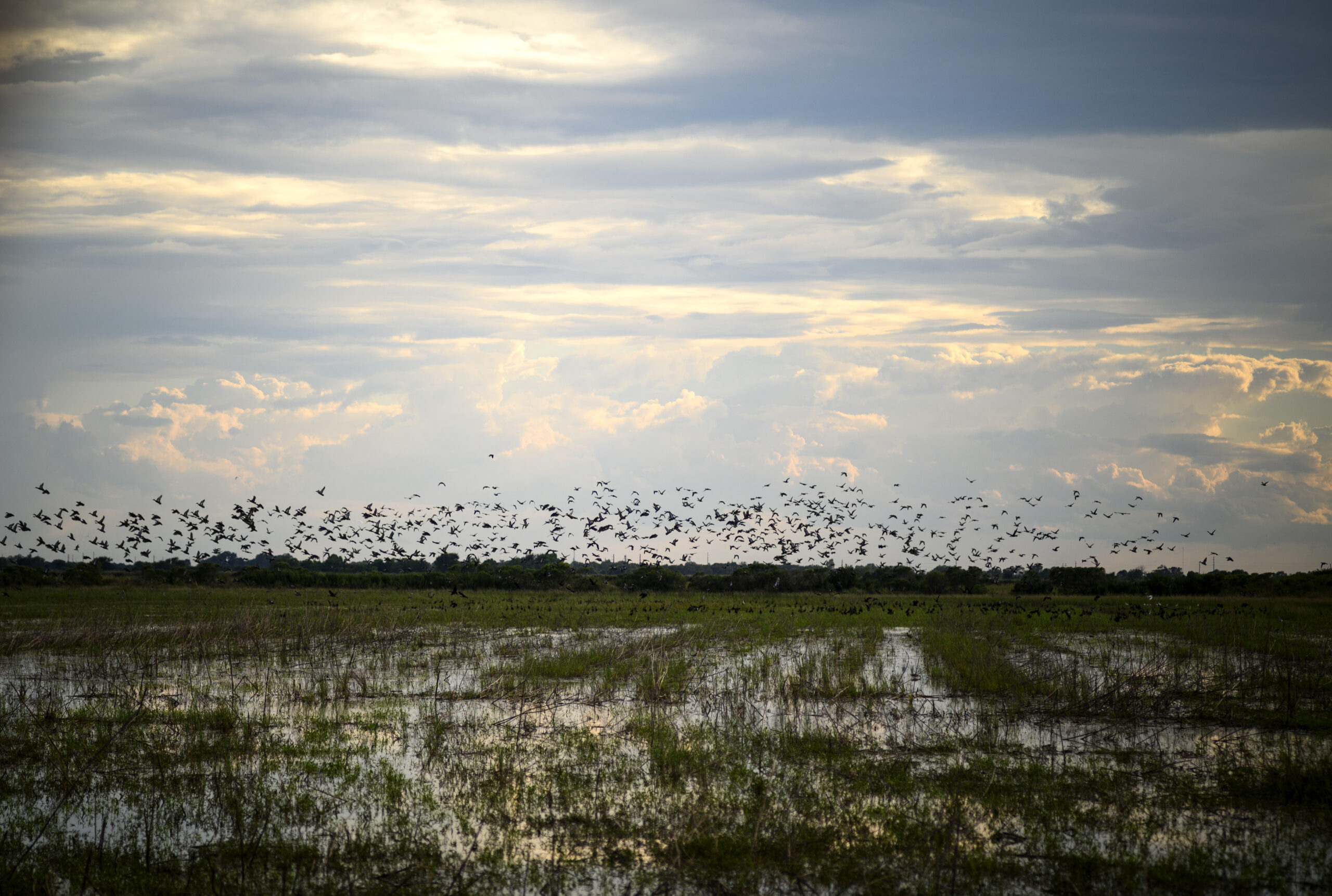 Bluwing teal on the coastal prairie of Texas.