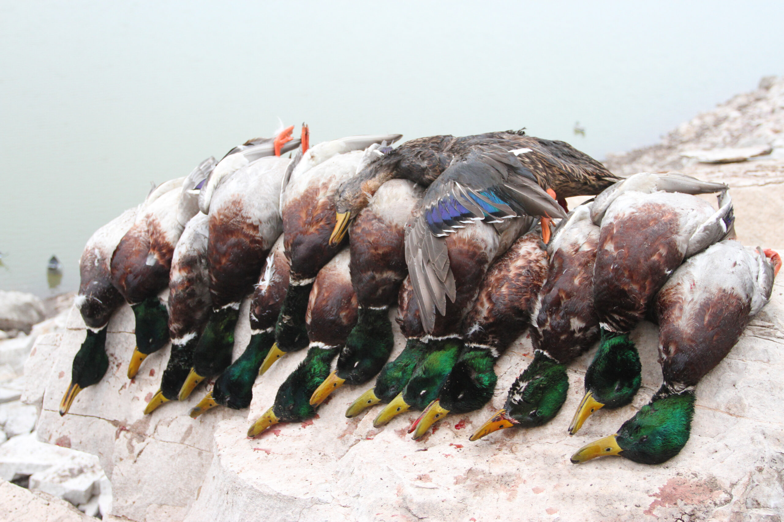Waterfowl Collection – Hooked & Tagged, Inc.