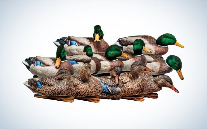  The Avian-X TopFlight Mallard Duck Decoy Outfitter Pack includes seven drakes and five hens.