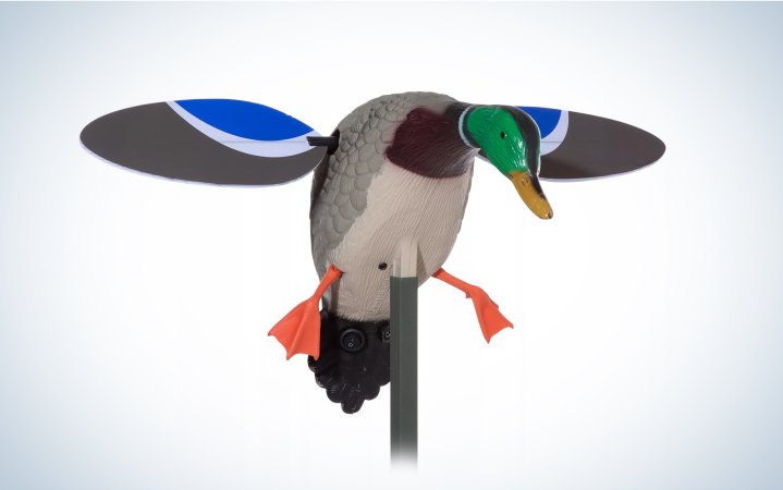  This MOJO motorized duck decoy is a drake.