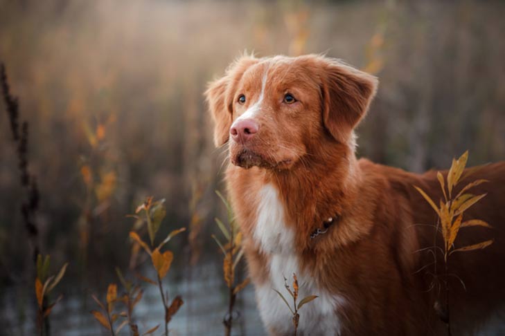 Duck retrieving orders dogs