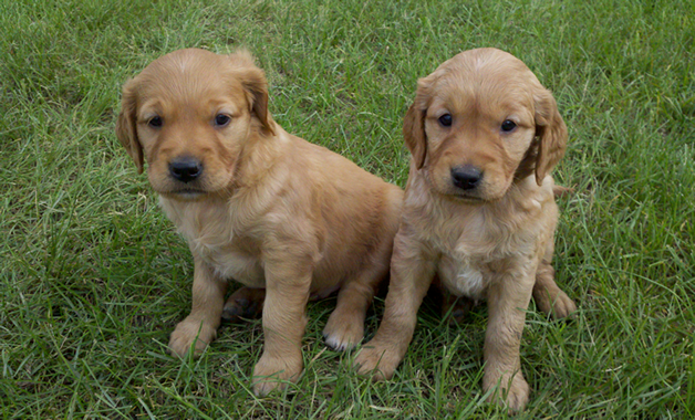 Duck dog puppies for hot sale sale