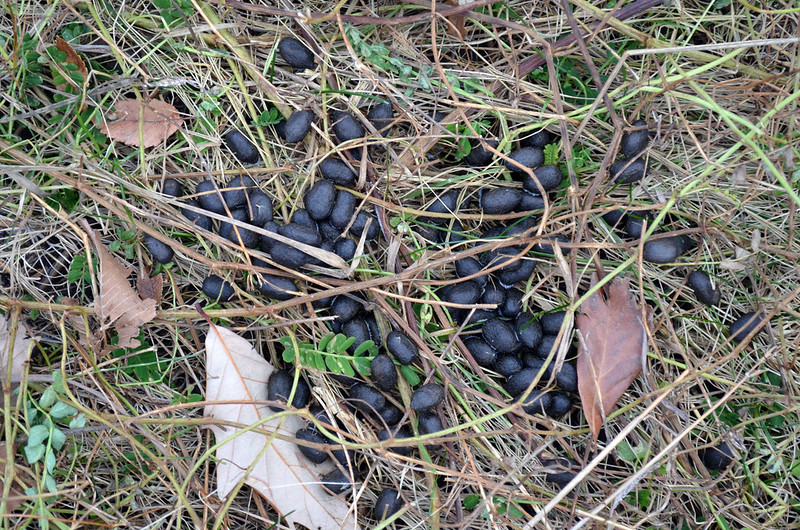 whitetail deer scat