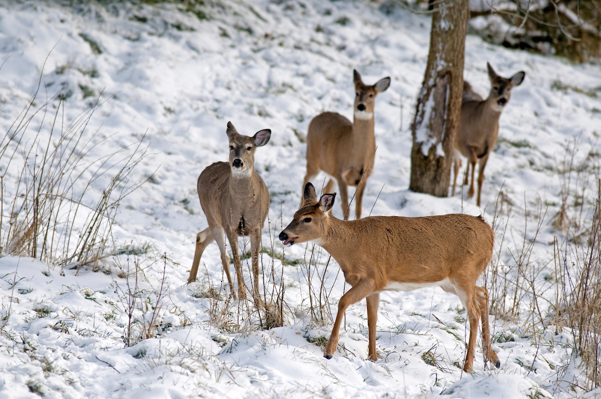 whitetail does