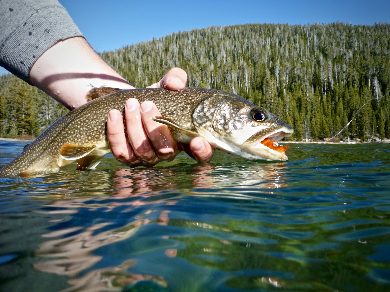 laker from Yellowstone lake Chris Hunt