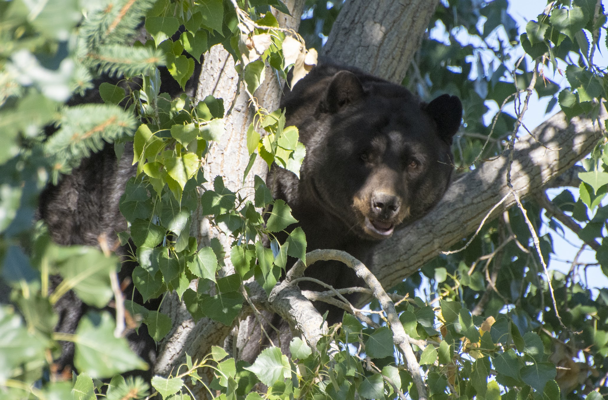 Colorado Woman Attacked By A Black Bear In Her Backyard | Outdoor Life