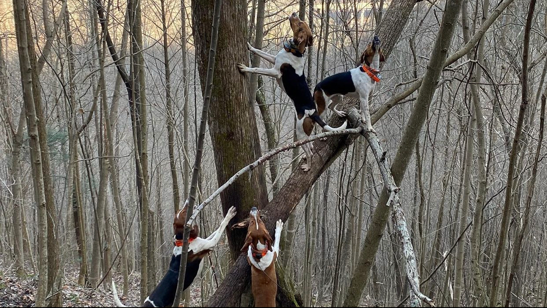 Hounds bark-tree a black bear.