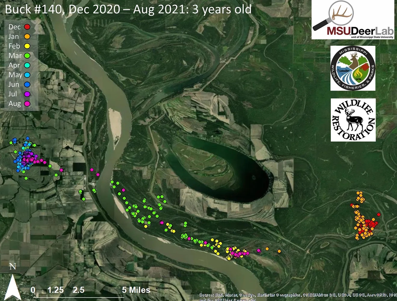 Graph showing the movements of Buck 140 from the time he was collared until August 2021.